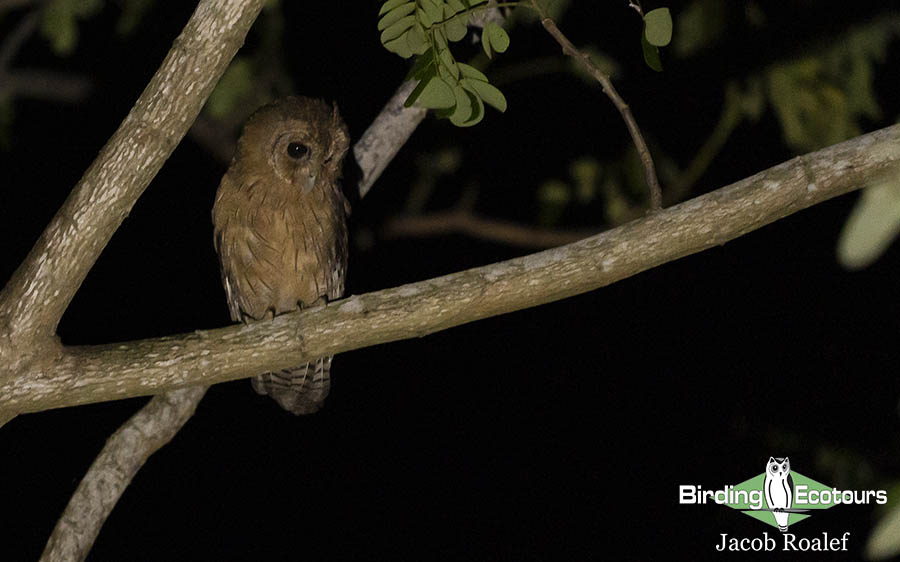 Jamaica birding tour