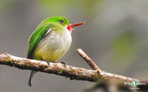 Jamaica birding tour