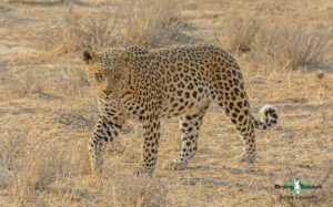 Namibia wildlife safari