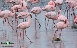 Namibia wildlife safari