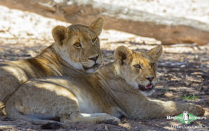 Namibia wildlife safari