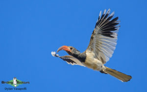 Namibia wildlife safari