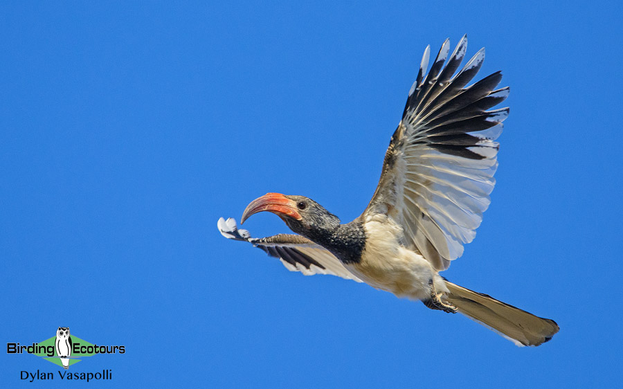 Namibia wildlife safari