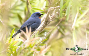 Jamaica birding tour