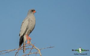 Namibia wildlife safari