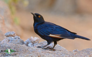 Namibia wildlife safari