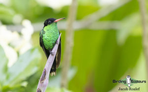 Jamaica birding tour