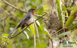 Jamaica birding tour