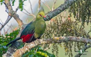 chrews turaco