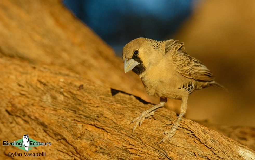 Namibia wildlife safari