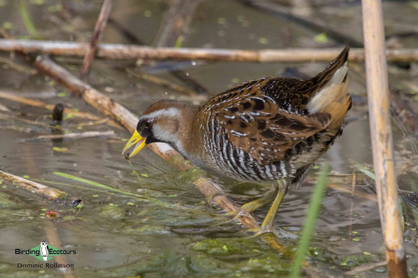 Dominican Republic birding tour