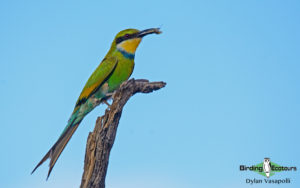 Namibia wildlife safari