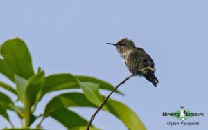 Jamaica birding tour