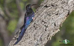 Namibia wildlife safari