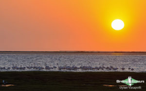 Namibia wildlife safari