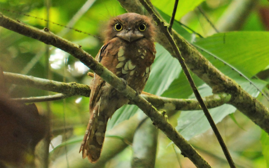 Sarawak birding tours