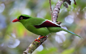 Sarawak birding tours