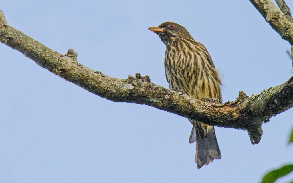 dominican republic birding tours