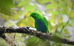 Sarawak birding tours