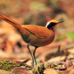 Sarawak birding tours