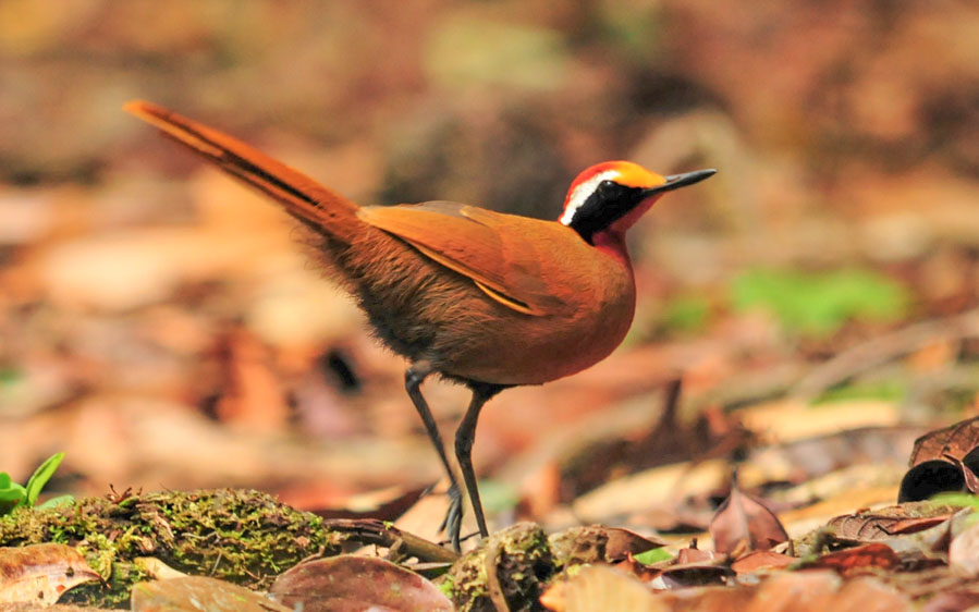 Sarawak birding tours