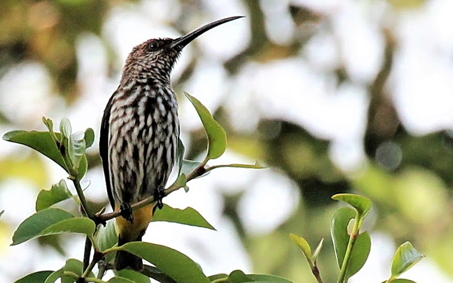 Sarawak birding tours