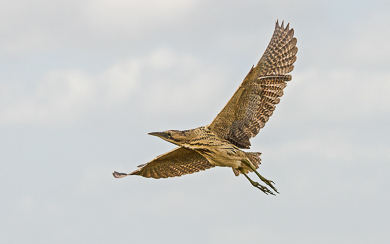 United Kingdom autumn birding tour