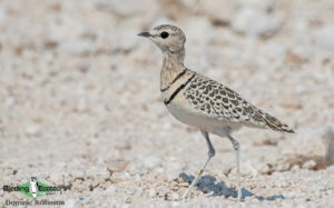 Namibia and Botswana photography tour