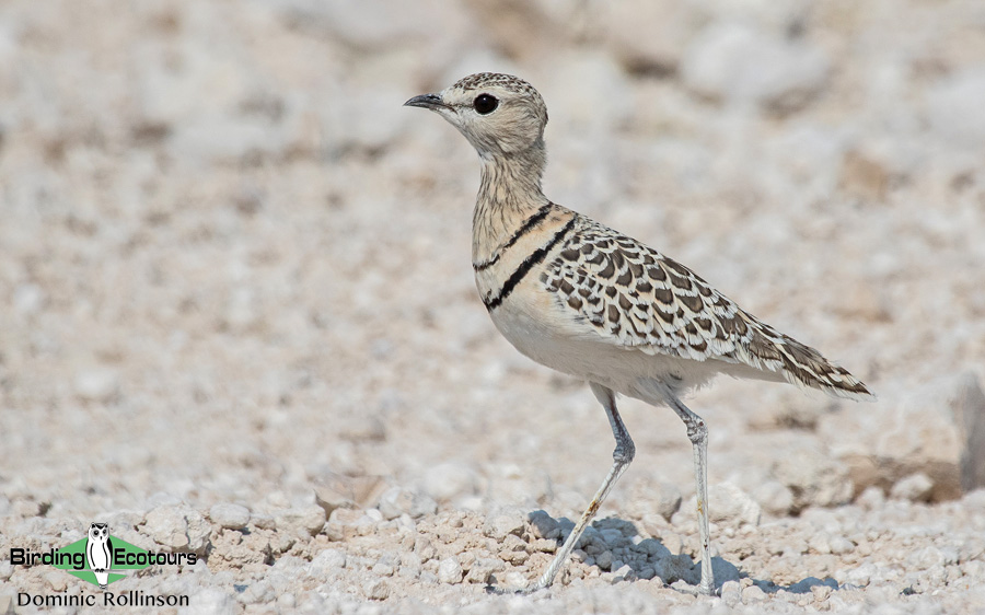 Namibia and Botswana photography tour