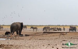 Namibia and Botswana photography tour