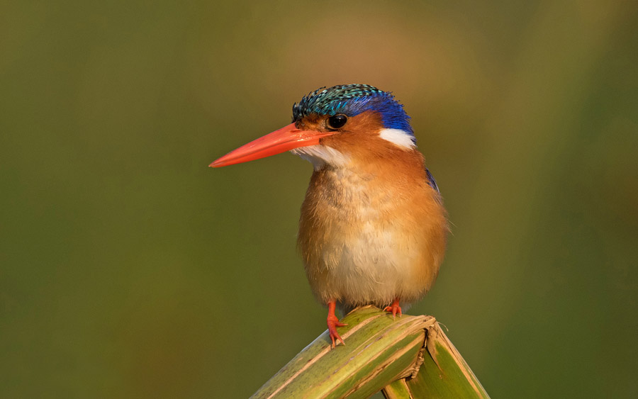 Namibia and Botswana photography tour