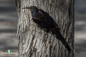 Namibia and Botswana photography tour