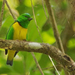 Guatemala birding tours