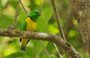 Guatemala birding tours