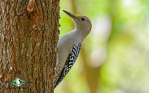 Guatemala birding tours