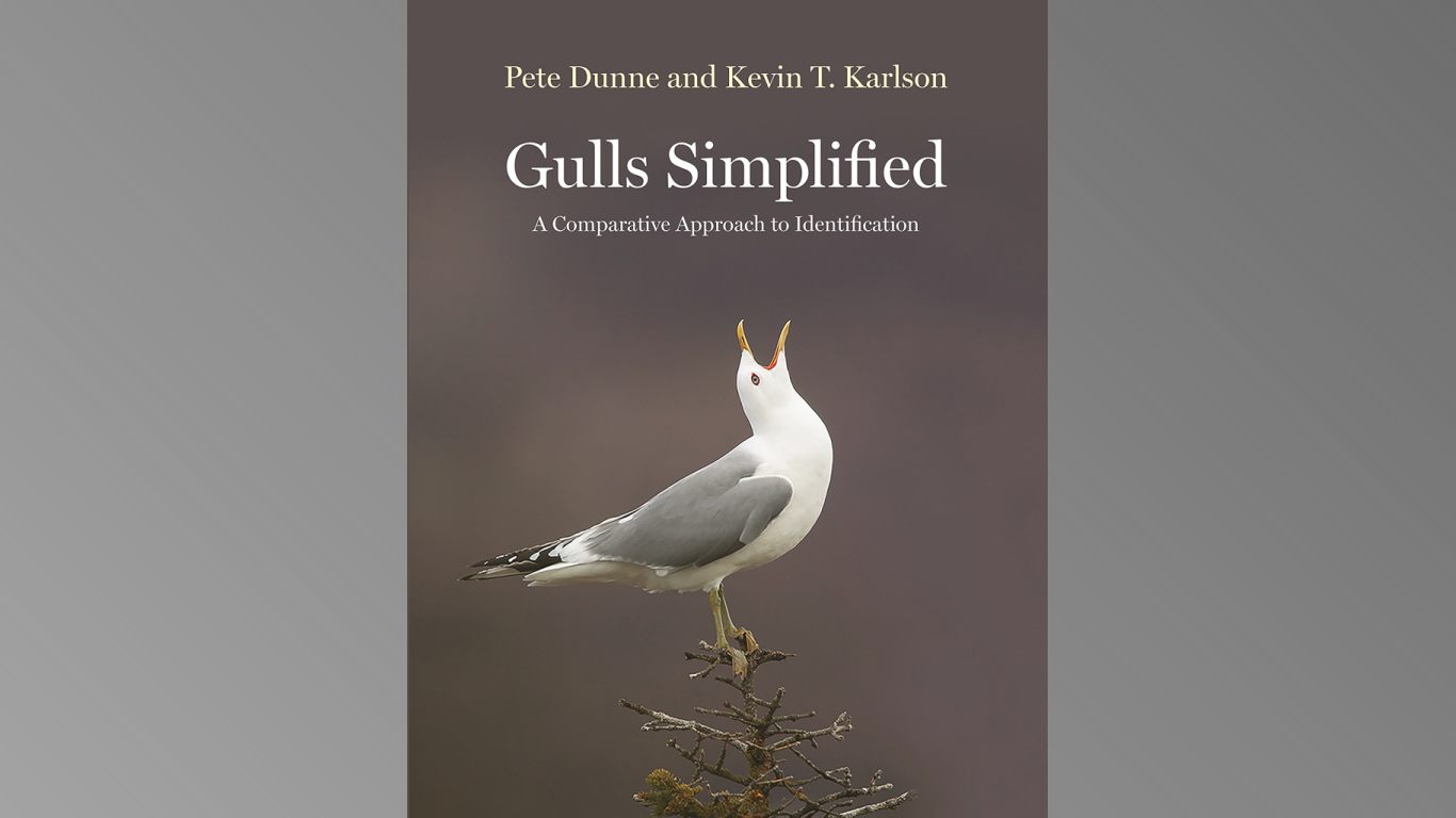 Gulls simplified A comparative Approach to Identification Birding
