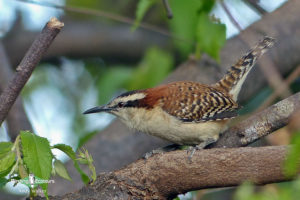 Guatemala birding tours