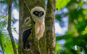 Guatemala birding tours