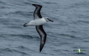 What to bring on a birding trip