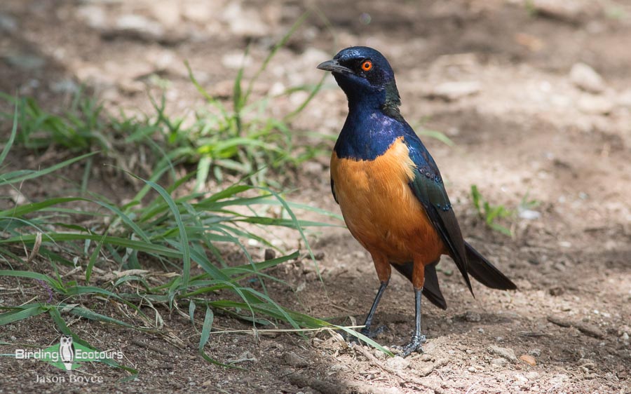 Tanzania birding tours