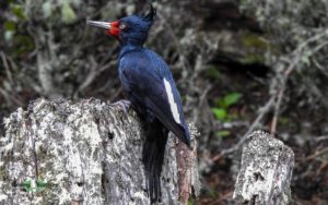 Chile birding tours