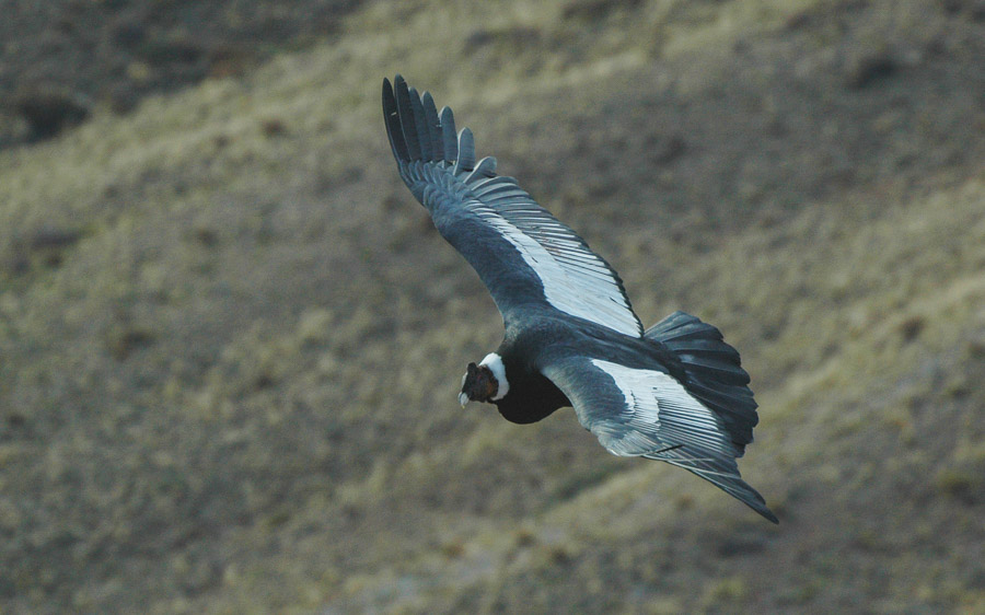 Northwest Argentina birding tours