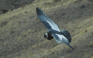 Patagonia birding tours