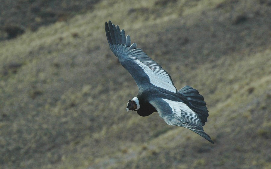 Chile birding tours