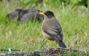 Tierra del Fuego birding tours