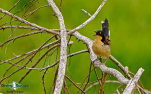 Northeast Argentina birding tours