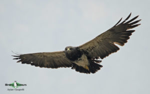 Tierra del Fuego birding tours