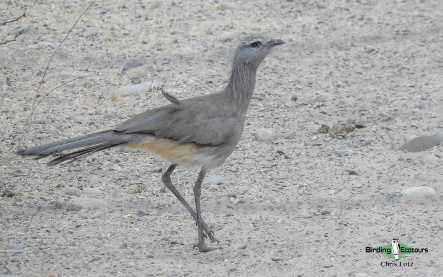 Northwest Argentina birding tours