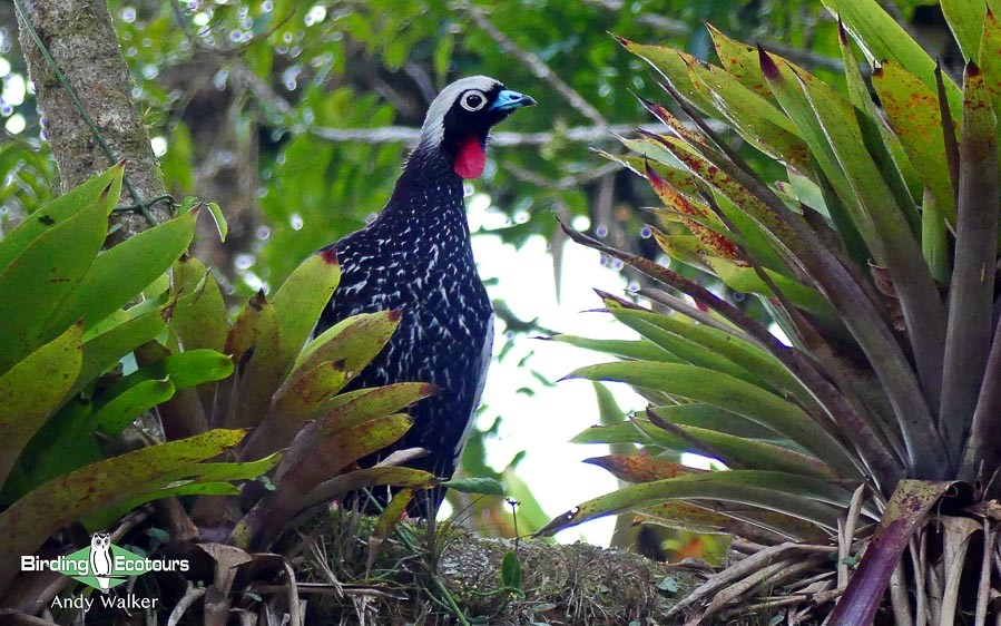 Birding Argentina – Araucaria Provintial Park, Cruce del Calballero