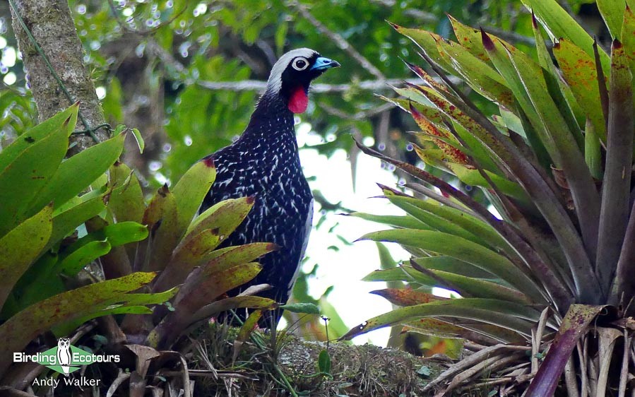 Northeast Argentina birding tours